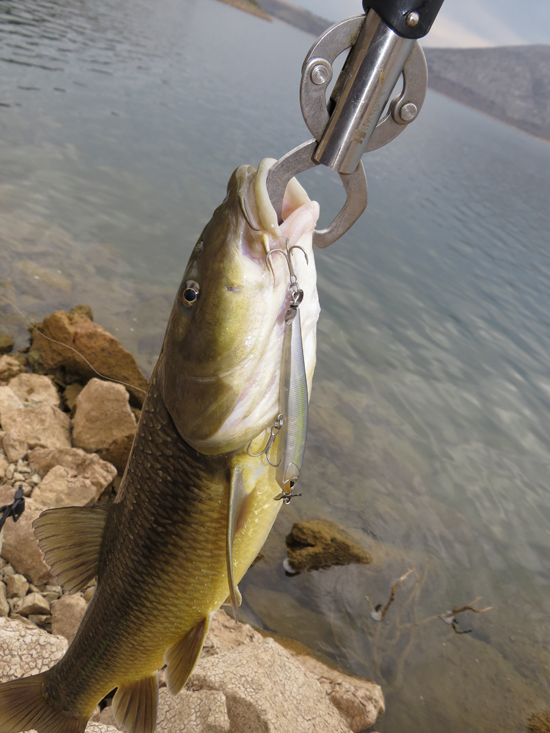 markosspinbait5-thumb-550x733-8917