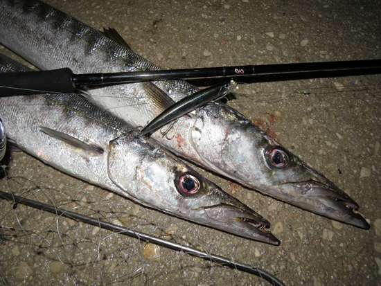 Barracuda with Ark Rover in Italy 🇮🇹 Lure: Ark Rover 140S Grazie Ivan  @arduoivan !! #palmsfishing #barracudafishing #fishingitaly