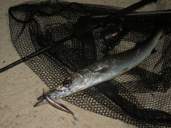 barracuda #mediterraneansea with #seaspin labrax #daiwa shoreline