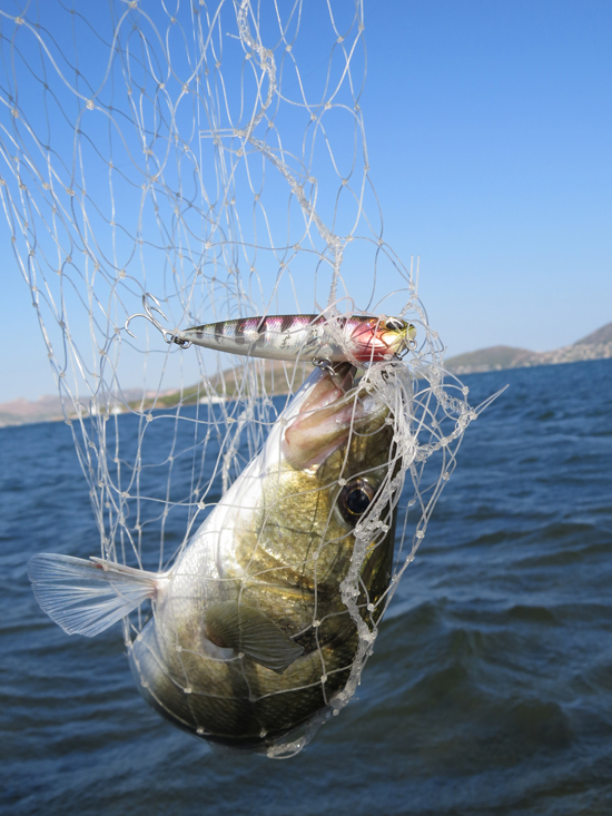 Markos Vidalis International Page - Am I the only one, or have you also  noticed that sometimes Saddled Breams really love pink shades on lures?  Micro Skipper is not an exception! #microskipper #