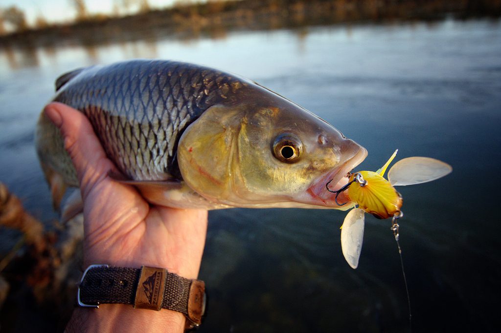 Fishing In Croatia: Early spring bass fishing with DUO International