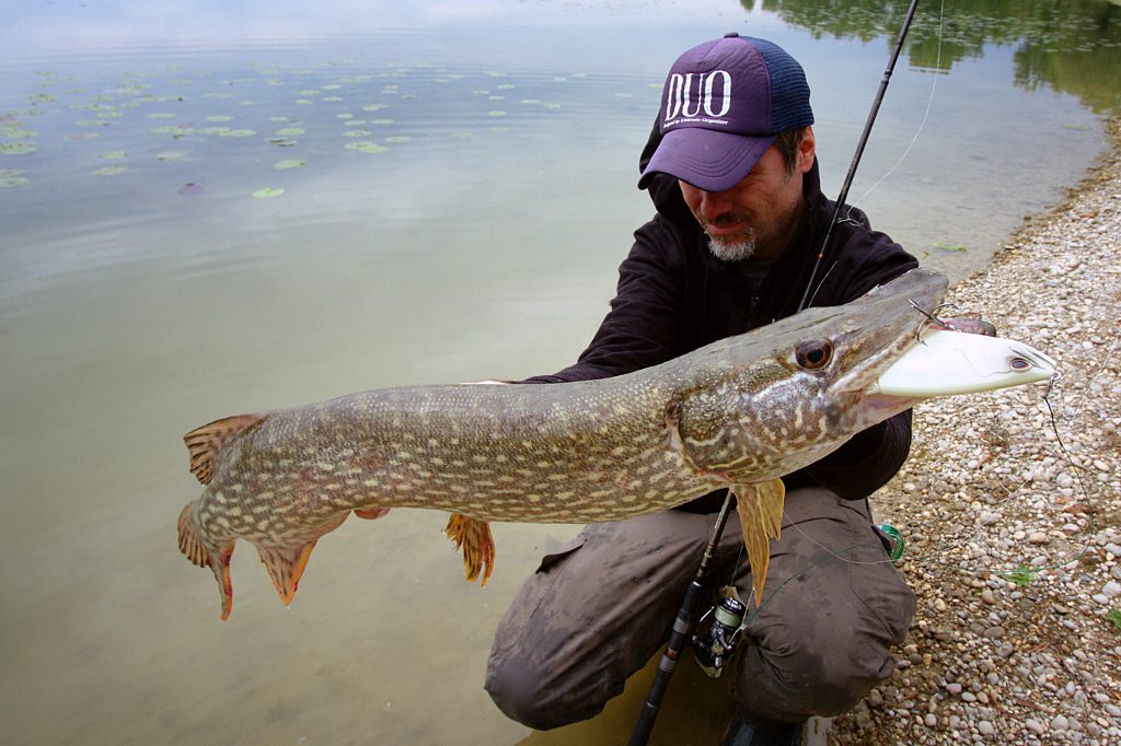 Big pike can not resist to big swimbait