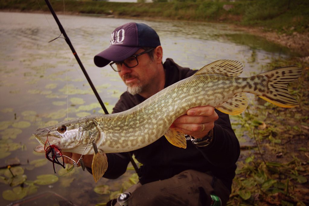 Cambiospin spinnerbait in action