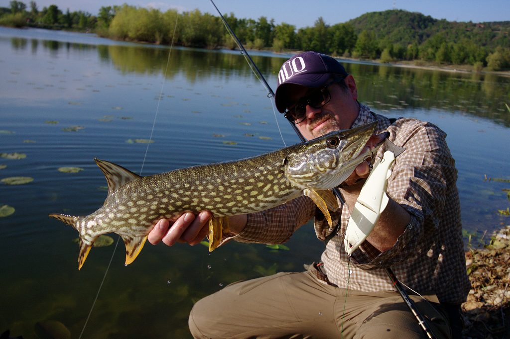 No lure is too big for pike. Even smaller pike will attack big swimbait